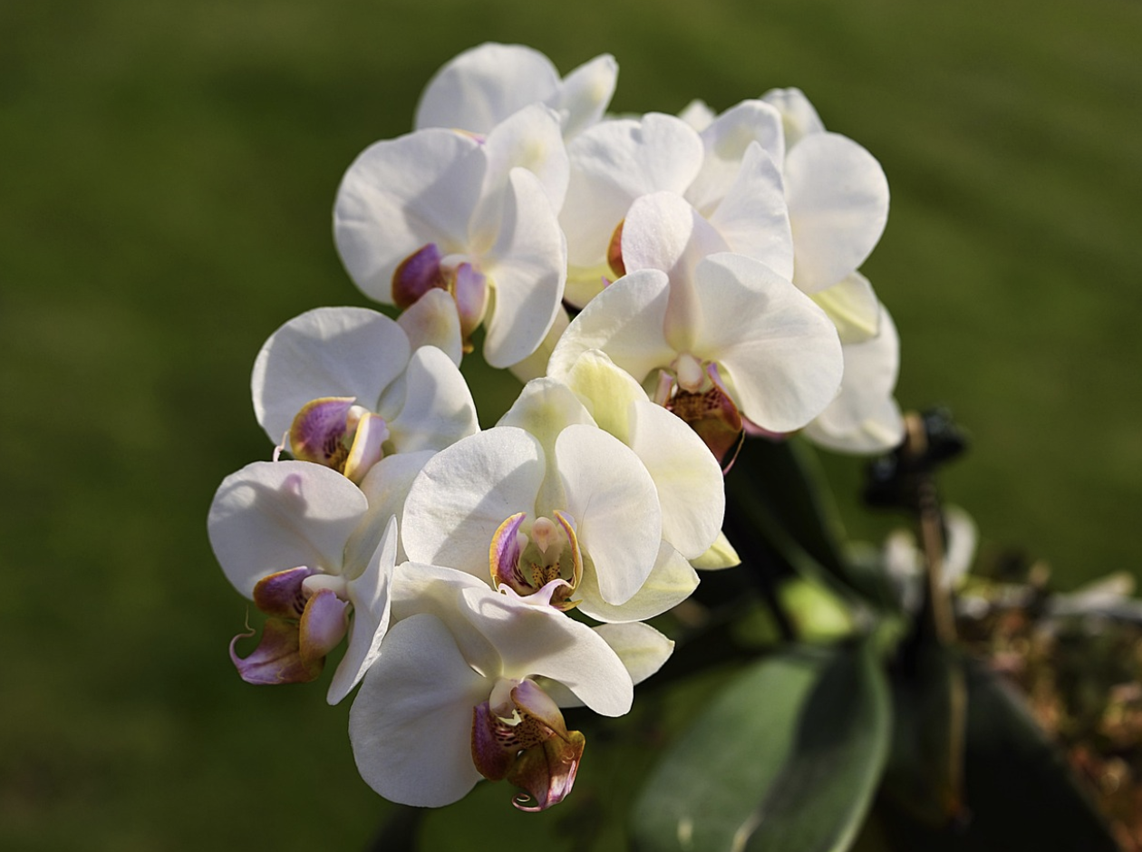 Элегантный выбор – как подарить орхидею