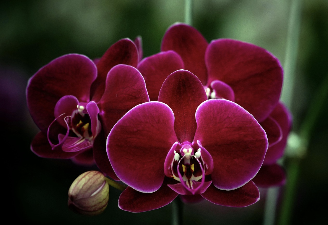 Почему орхидея в букете стала эталоном утонченного стиля