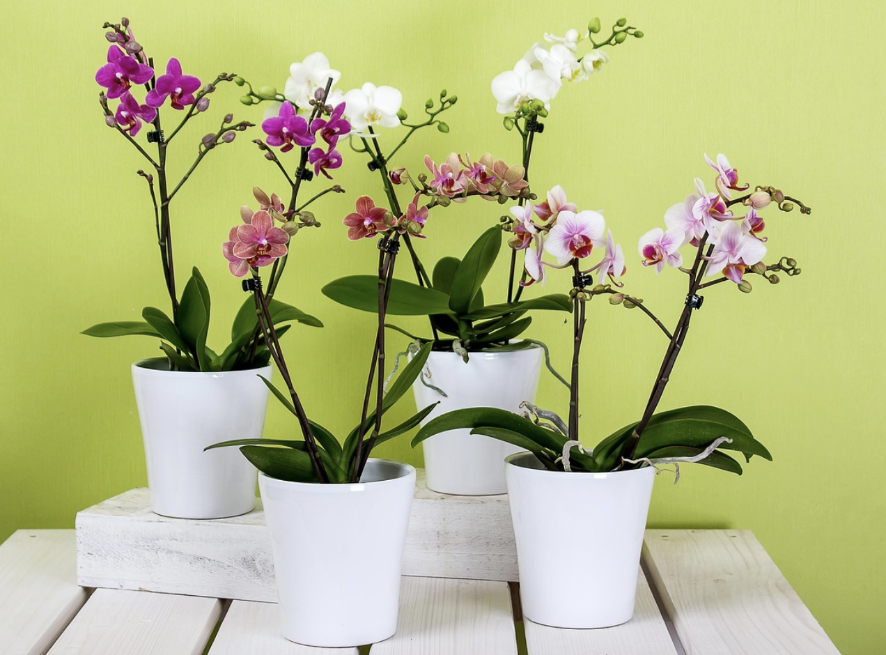 Тайна цветущей красавицы – почему не цветет орхидея и как ей помочь