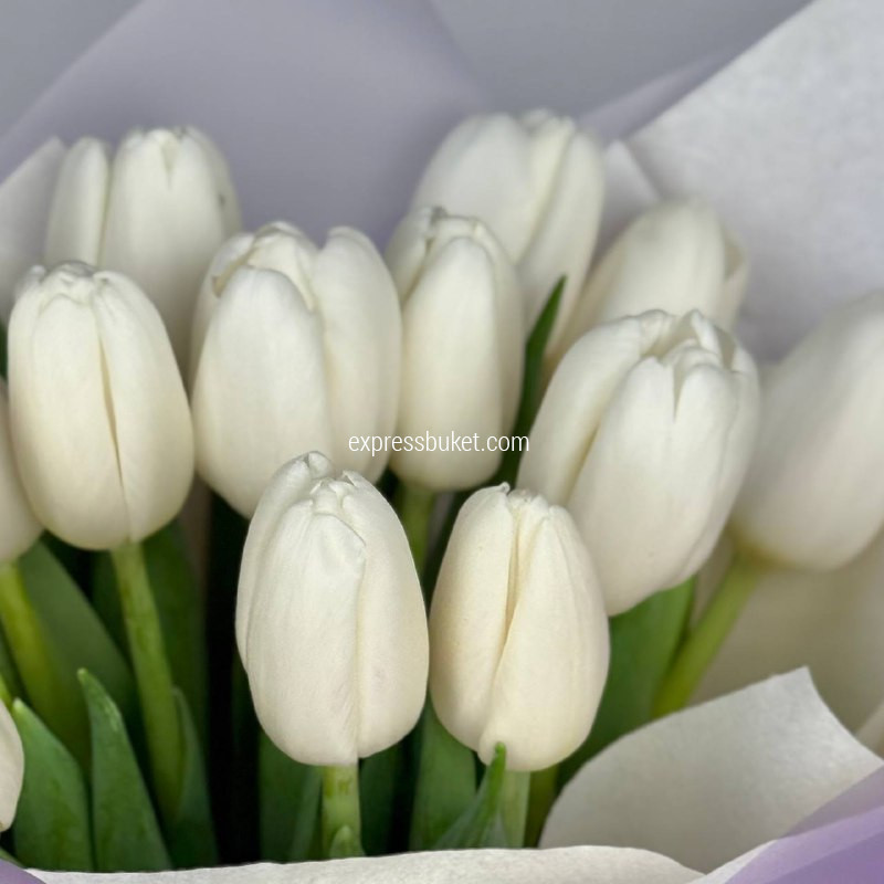 Белоснежные тюльпаны, 15 шт 