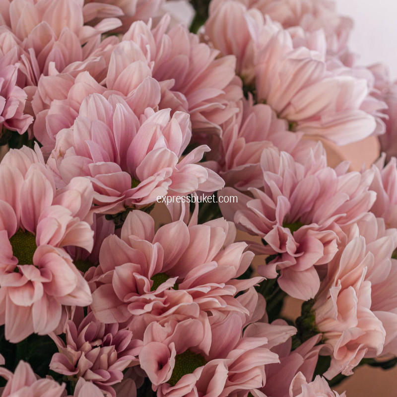 Букет из 11 кустовых хризантем